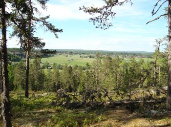 Trail On foot  - Hässningberget vandringsled - Photo