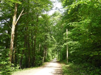 Tour Zu Fuß Amt Creuzburg - Hauptwanderweg Eisenach - Wernigerode / Höhenweg - Photo