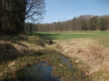 Excursión A pie Haundorf - Fränkisches Seenland 111 - Photo