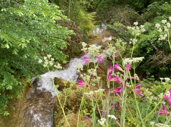 Trail Walking Saint-Antonin-Noble-Val - Saint Antonin  - Photo