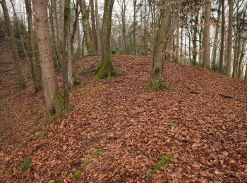 Tour Zu Fuß Tettnang - Unterwolfertsweiler-Gitzensteig-Rattenweiler - Photo