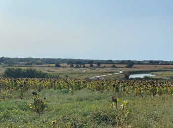 Trail Mountain bike Les Sables-d'Olonne - Pironniere vers Guittiere - Photo