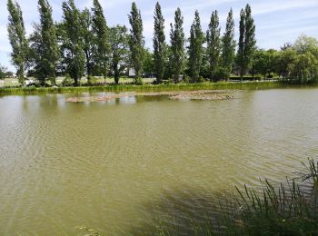 Excursión Senderismo Sainte-Anne-sur-Vilaine - 220.- le circuit des palis Sainte Anne sur Vilaine  - Photo