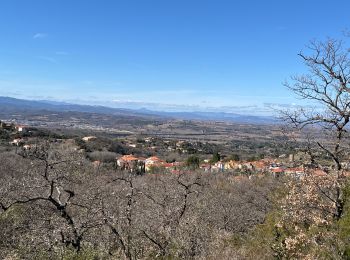 Tour Wandern Montesquieu-des-Albères - Montesquieu des Albères - Photo