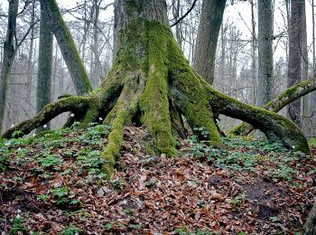 Excursión A pie  - Bujaki – Rezerwat Źródła Łyny - Photo