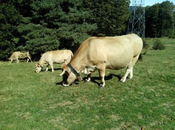 Randonnée Marche Prades - Autour du Chioula - Photo
