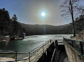 Trail Nordic walking Murbach - tour du lac du grand ballon  - Photo