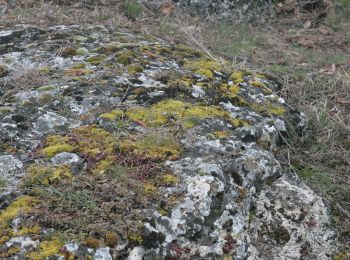 Randonnée A pied Gemeinde Purbach - Wald- und Bründllehrpfad - Photo