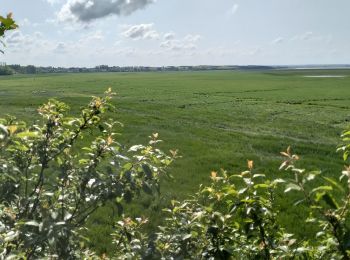 Randonnée Marche Genêts - 50-genets-11km - Photo