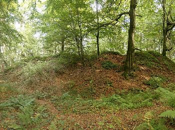 Excursión A pie  - Buchbergweg von Amberg - Photo