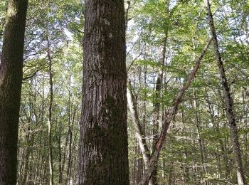 Randonnée Geocaching Villeneuve-la-Dondagre - 221026 Villeneuve la D geocaching - Photo