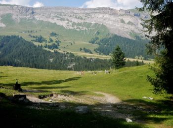 Percorso A piedi Flims - Cassons - Segnes - Runca - Photo