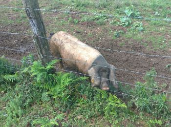 Tocht Stappen Ascain - ascain le sentier des sommets - Photo