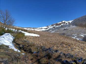 Trail Nordic walking Murat-le-Quaire - Puy gros - Photo