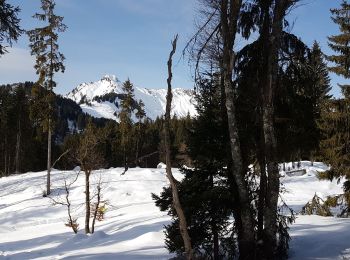 Randonnée Raquettes à neige Taninges - praz 1 - Photo