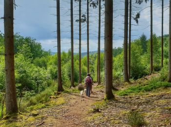 Tour Wandern Viroinval - Balade à Oignies-en-Thiérache - Le Ry d'Alise - Photo