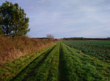 Trail Walking Saint-Georges-sur-Cher - Saint-Georges-sur-Cher - GRP Forêt Montrichard - 17.6km 165m 3h40 - 2023 12 27 - Photo