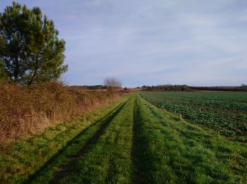 Percorso Marcia Saint-Georges-sur-Cher - Saint-Georges-sur-Cher - GRP Forêt Montrichard - 17.6km 165m 3h40 - 2023 12 27 - Photo