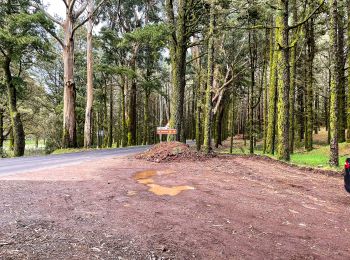 Tour Zu Fuß La Matanza de Acentejo - Camino de Candelaria de la Matanza - Photo