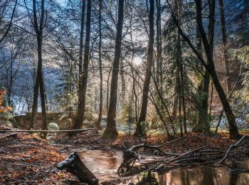 Randonnée A pied Bad Dürkheim - Rundwanderweg 4 Parkplatz am Isenachweiher - Photo