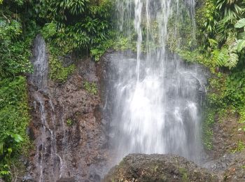 Trail Walking Sainte-Rose - Guadeloupe - Saut des Trois Cornes - Sofaïa - Photo