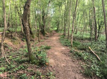 Randonnée Marche Soucy - Petite promenade dans la forêt de SOUCY  - Photo