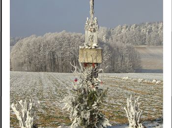 Tocht Te voet Wald - Route 145: Pfaffenöder Rundweg - Photo