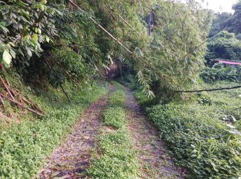 Trail Walking Le Lorrain - Boucle Morne Capot via La Pirogue - Photo