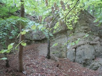 Tocht Te voet Königslutter - Elm Rundwanderweg 18 - Photo