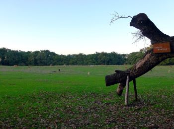 Percorso A piedi Manziana - Sentiero alberi monumentali - Photo