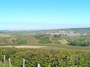 Randonnée Marche Saint-Bris-le-Vineux - AVF - Tour par les caves de Bailly 05-10-2022 - Photo