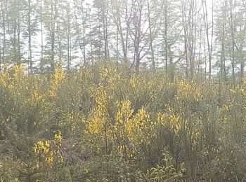Tocht Stappen Esneux - à travers les bois d Anthines et d Esneux - Photo