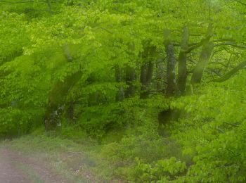 Trail On foot  - Åkulla bokskogar - Bexellstigen - Photo