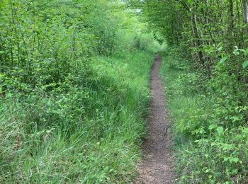 Tour Wandern Orry-la-Ville - Orry la ville - Photo