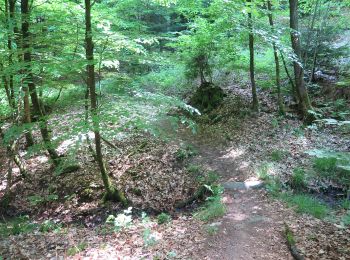 Tocht Te voet Hofheim in Unterfranken - Rundwanderweg Reh - Photo