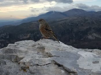 Randonnée Marche Saint-Jeannet - Baou de Saint-Jeannet (802m) - Photo