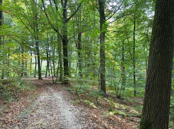 Excursión Senderismo Ittre - Virginal 11,1 km - Photo