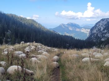 Trail Walking Saint-Pierre-de-Chartreuse - 020923 Grand Som Par le Pas de Suiffière - Photo