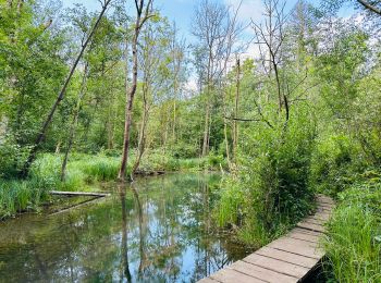 Trail Walking Ottignies-Louvain-la-Neuve - visorando-le-fond-humide-du-bois-de-lauzelle-a-louvain-la-neuve - Photo