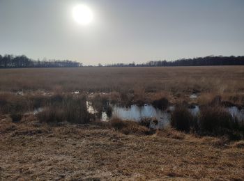 Trail Walking Emmen - Bargerveen - Photo