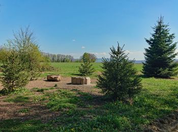 Randonnée Marche Seloncourt - Seloncourt, les 5 sapins (10 km ) - Photo
