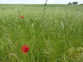 Excursión A pie Bolsover - Tibshelf Walk - Photo