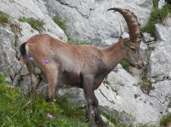 Tour Wandern Glières-Val-de-Borne - lac de lessy_paradis - Photo