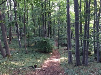 Percorso A piedi Bad Sooden-Allendorf - Rundwanderweg BSA 2 zum Schloss Rothestein - Photo