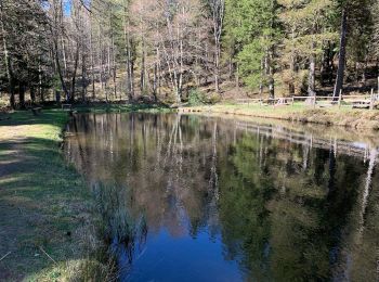 Trail Walking Lacaune - Sous bois de Martinou - Photo