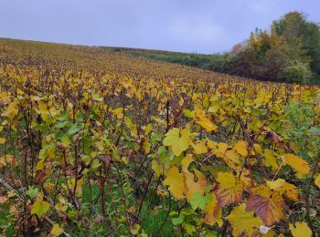 Excursión Senderismo Château-Thierry - RandoDimanche du 10-11-2024 - Photo