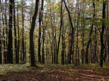 Trail On foot Bad Loipersdorf - Motoric Weg - Photo