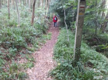 Randonnée Marche Fontaine-la-Mallet - Le Havre:  Forêt de Montgeon  variante N°4 - Photo