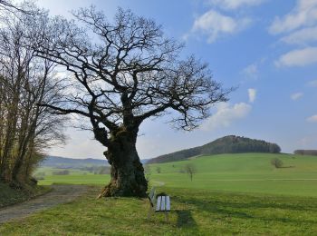 Excursión A pie Mistelgau - Mistelgau Rundwanderweg 