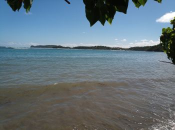 Tocht Stappen Le Robert - Pointe Banane - Photo